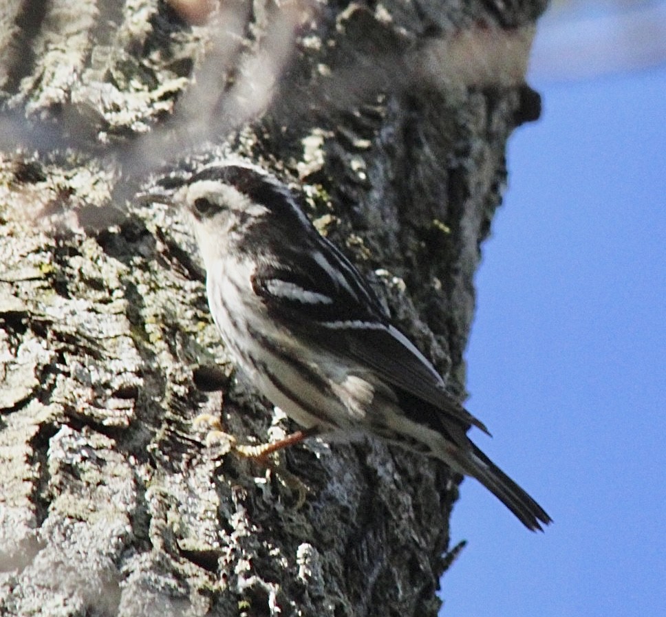 Black-and-white Warbler - ML618397203