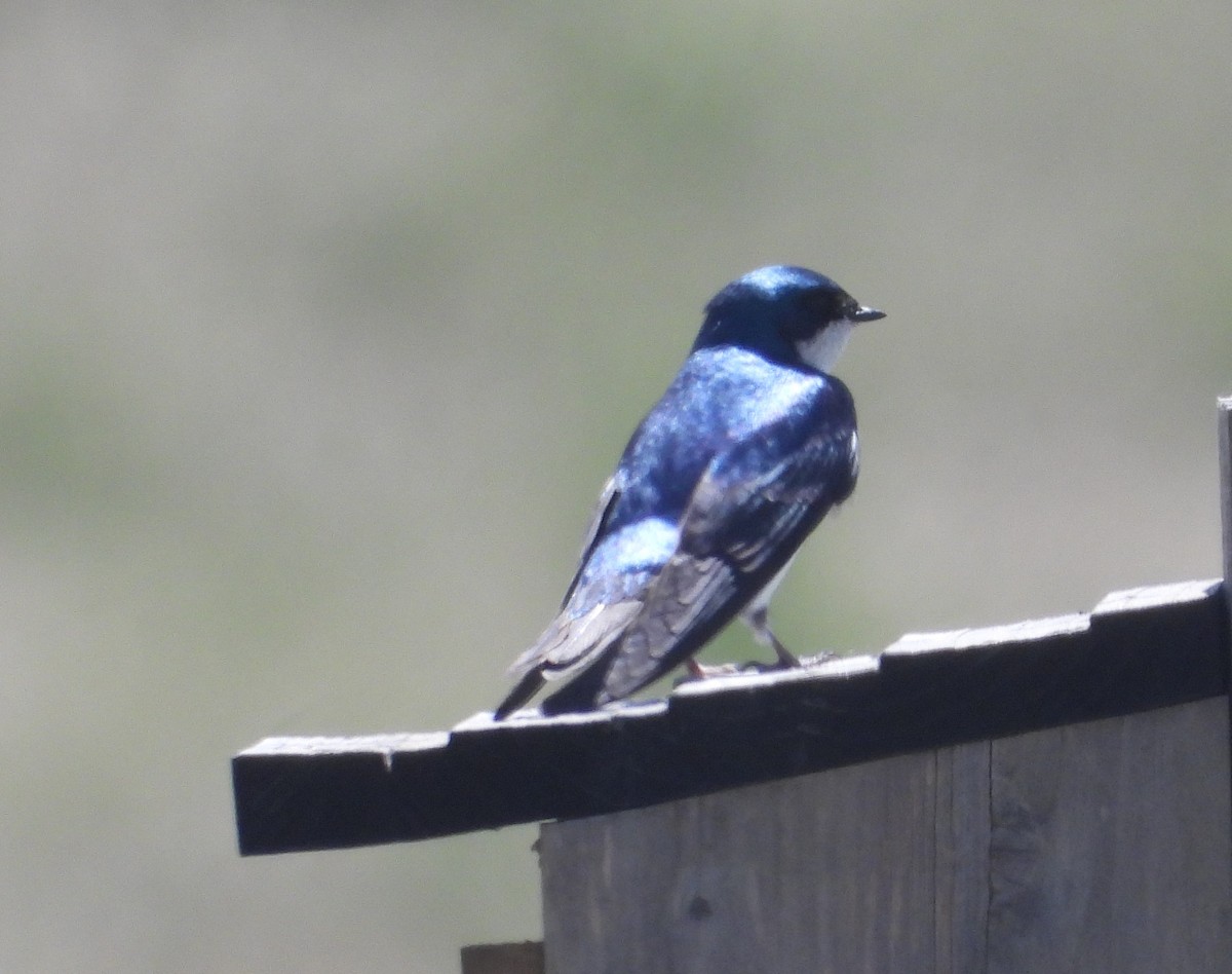 Tree Swallow - Rodney Macready