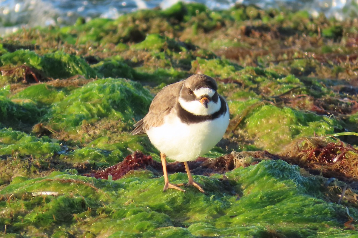 Semipalmated Plover - Jon Selle