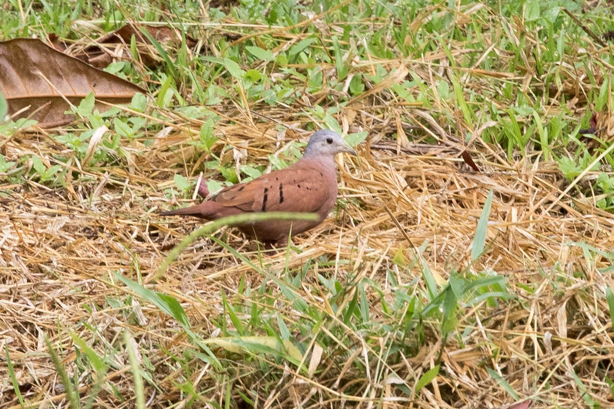 Ruddy Ground Dove - ML618397244