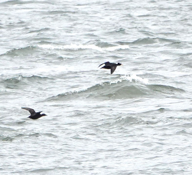 Surf Scoter - ML618397269