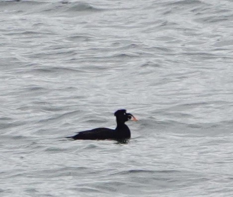 Surf Scoter - ML618397281