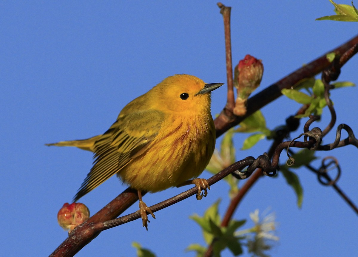 Northern Yellow Warbler - ML618397300