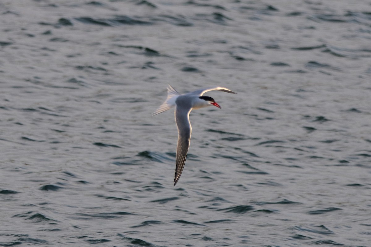 Common Tern - Dave Brown