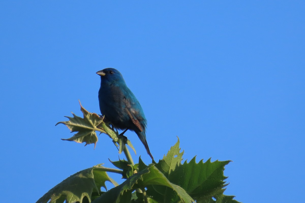 Blue Grosbeak - ML618397346