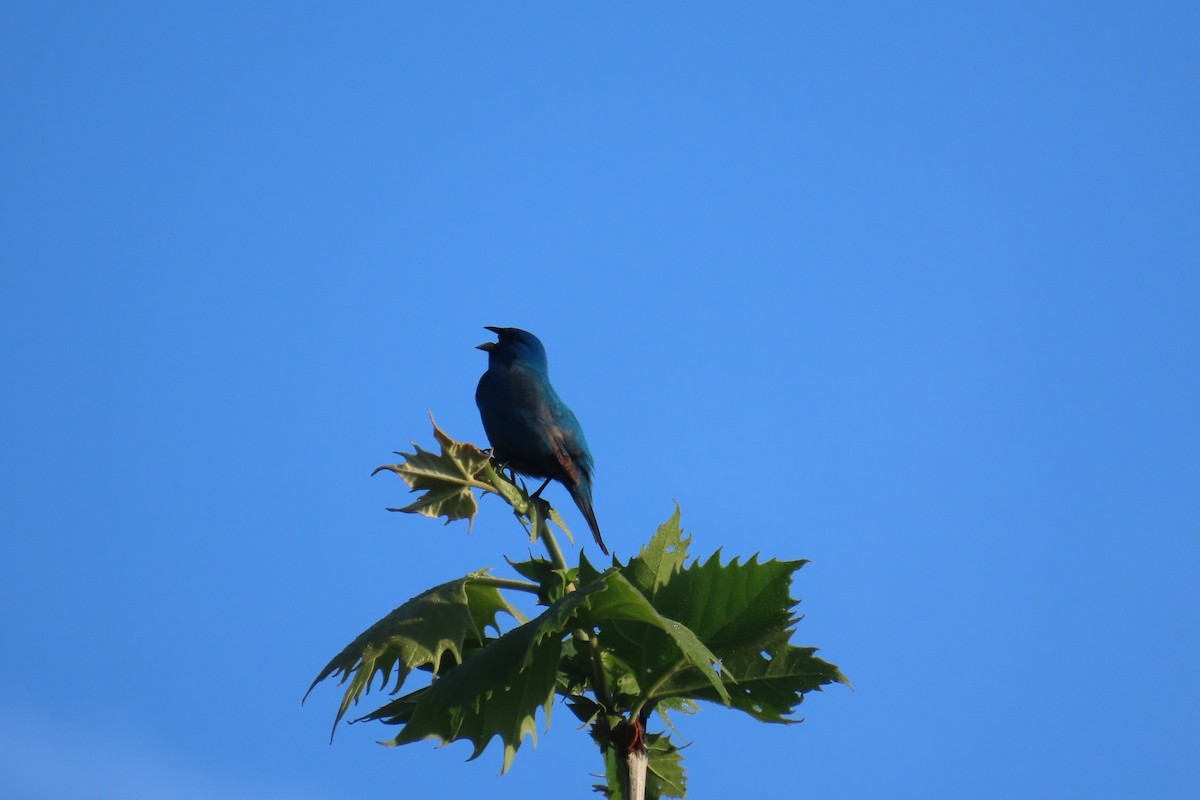 Blue Grosbeak - Jon Selle