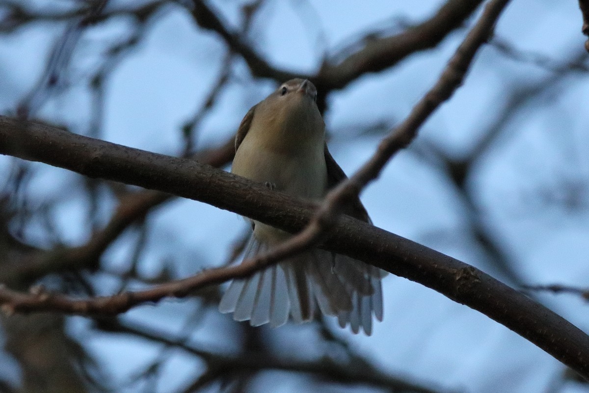 Warbling Vireo - Dave Brown