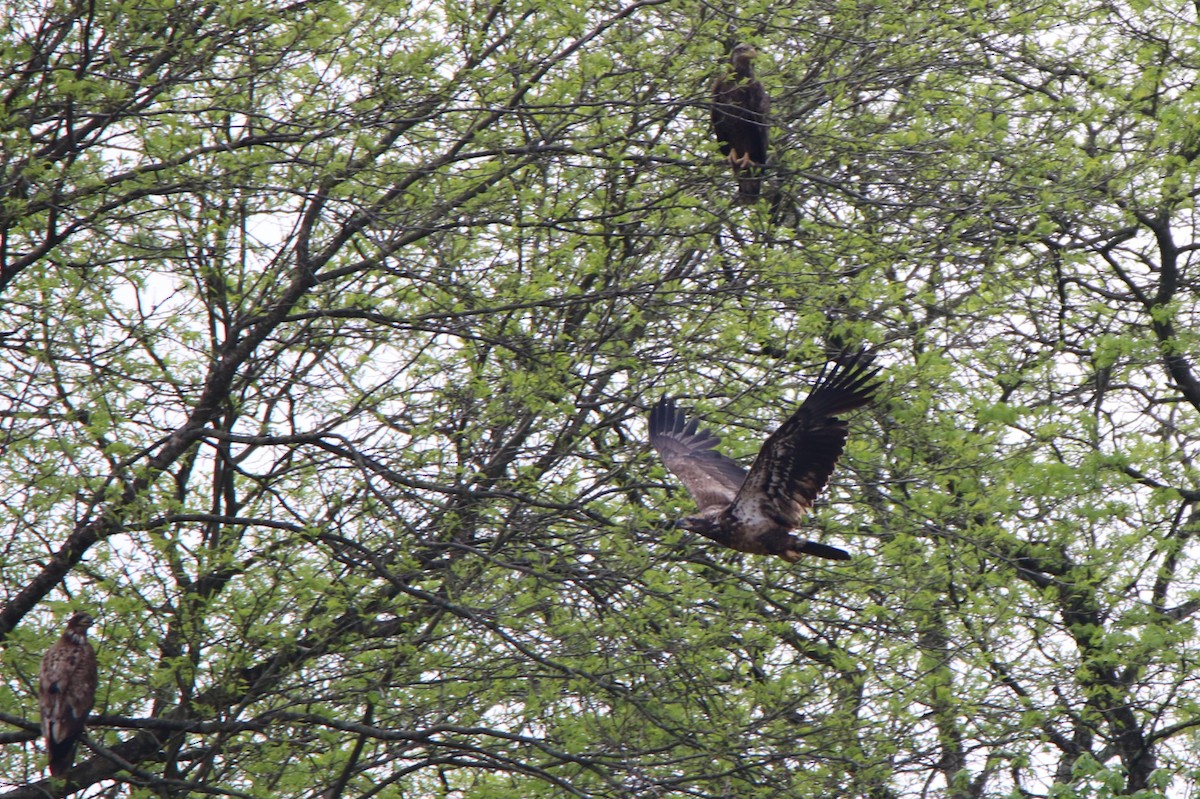 Bald Eagle - ML618397372