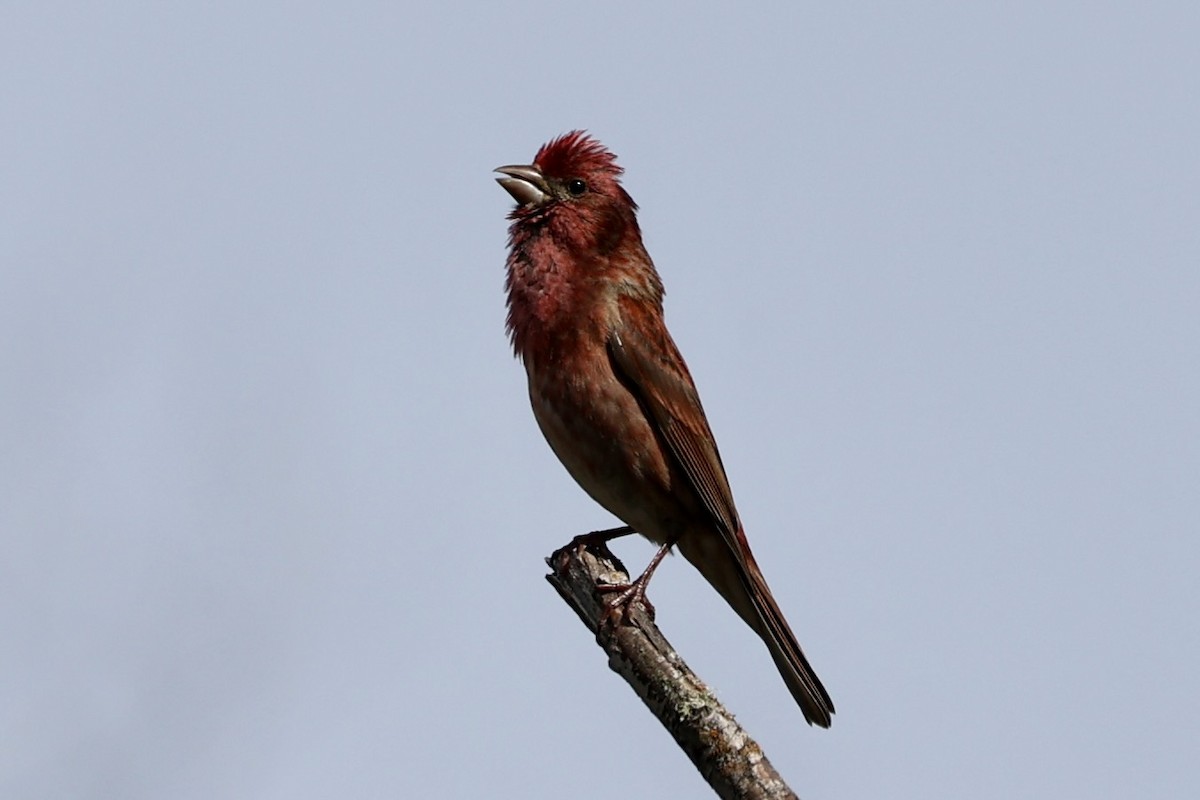 Purple Finch - Sandy Pringle