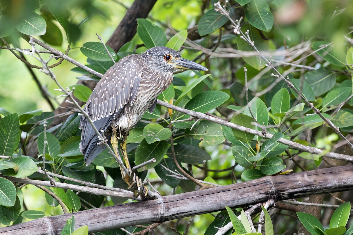 Yellow-crowned Night Heron - ML618397414