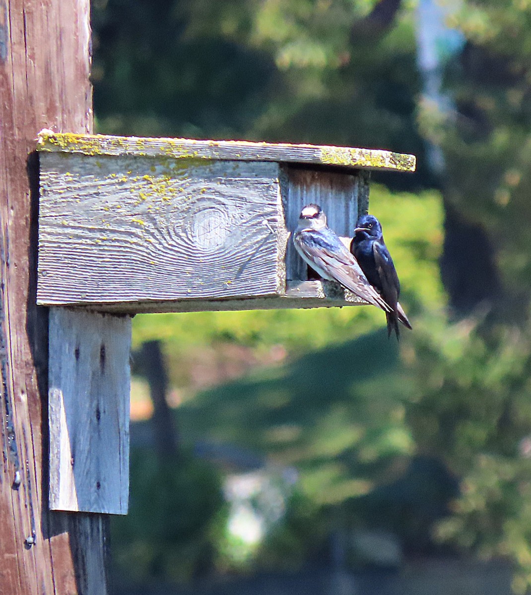 Purple Martin - ML618397430