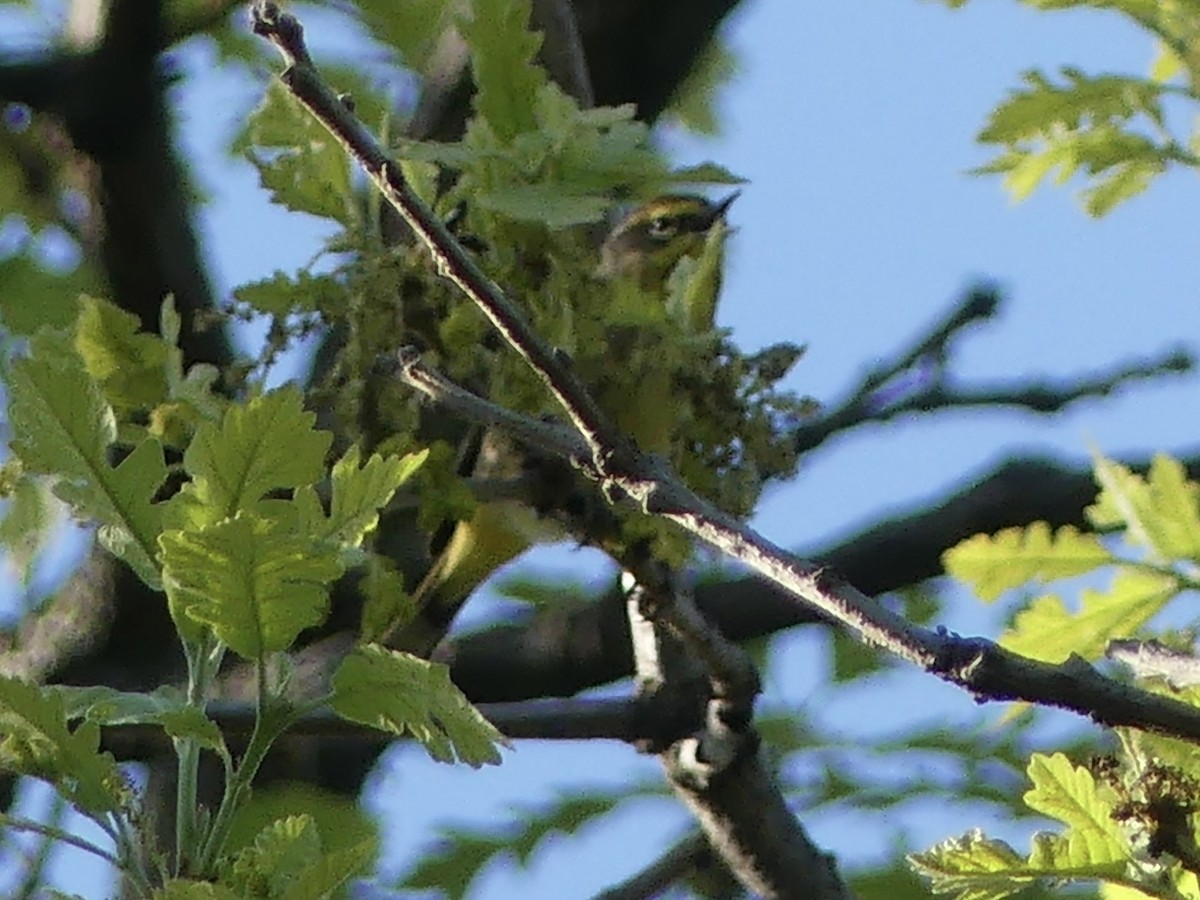 Palm Warbler - Anonymous