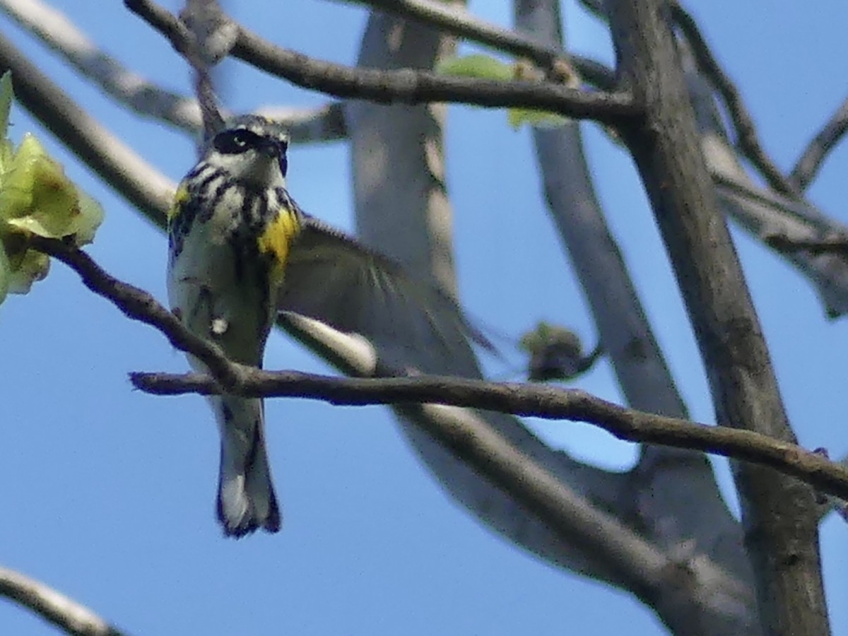 Yellow-rumped Warbler - ML618397477