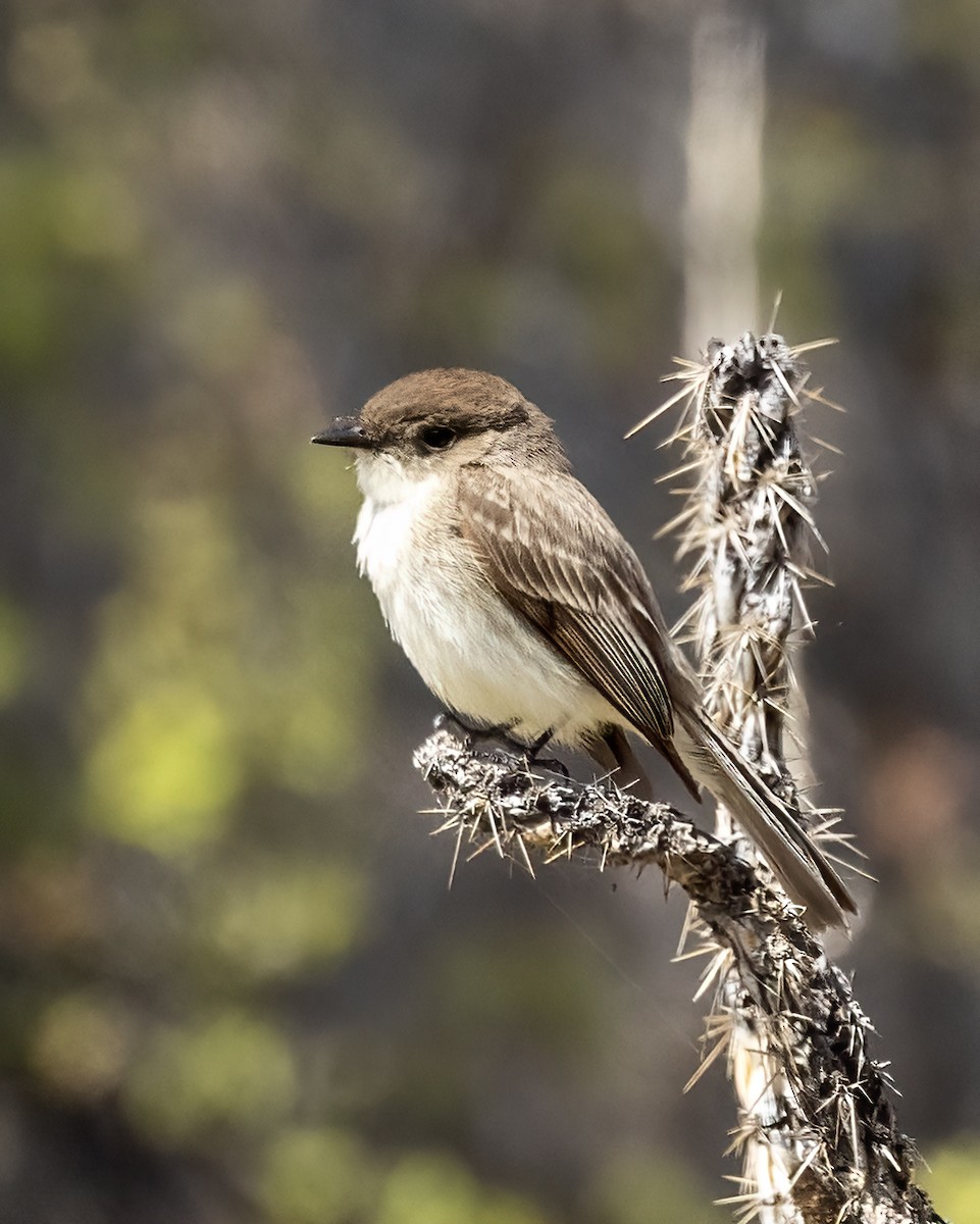 Eastern Phoebe - Bob Martinka