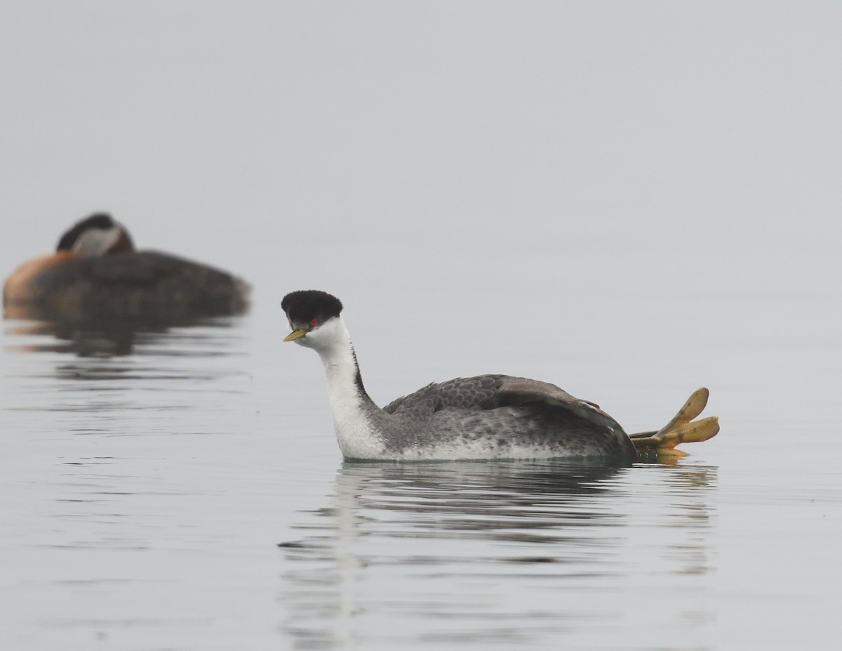 Western Grebe - ML618397493