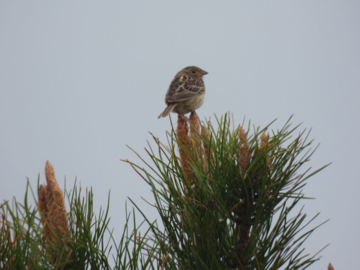 Grasshopper Sparrow - ML618397540