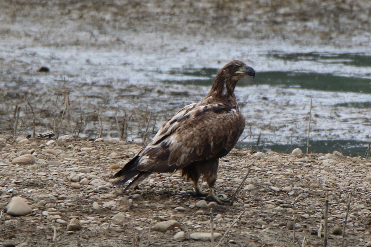 Bald Eagle - ML618397542