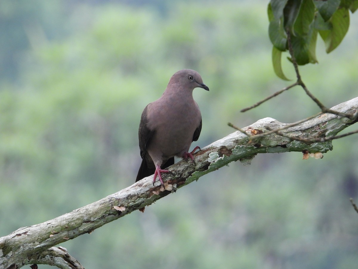 Plumbeous Pigeon - ML618397562