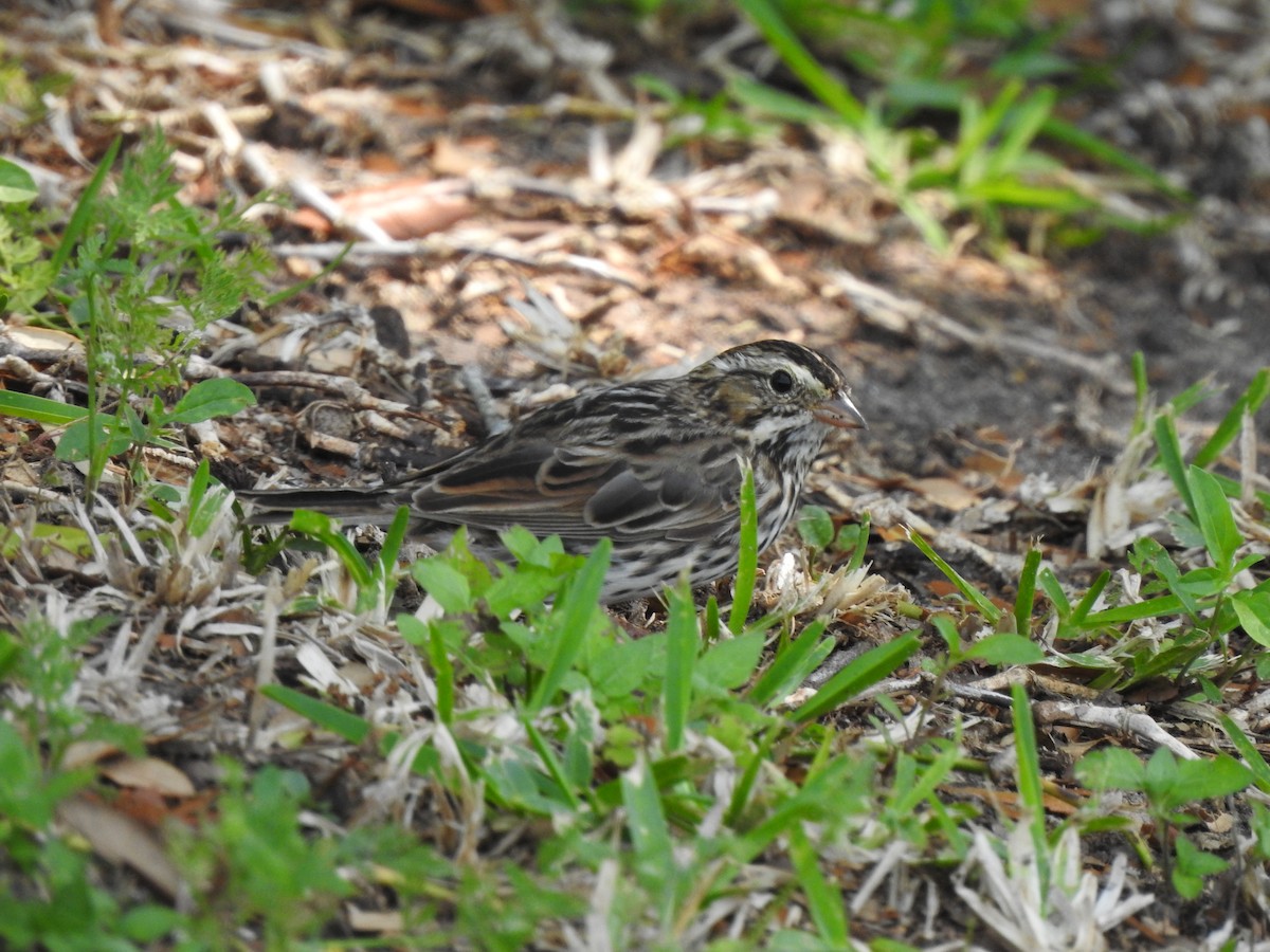 Song Sparrow - ML618397574