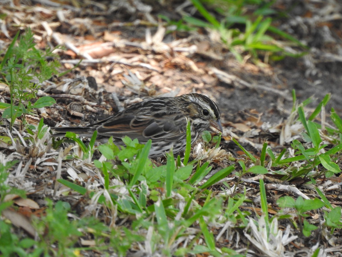 Song Sparrow - ML618397579