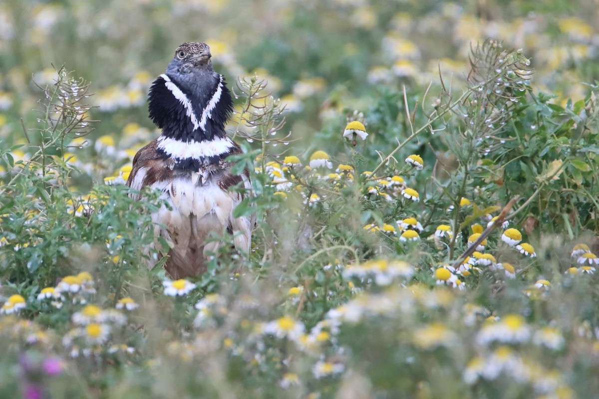 Little Bustard - Eric Mozas Casamayor