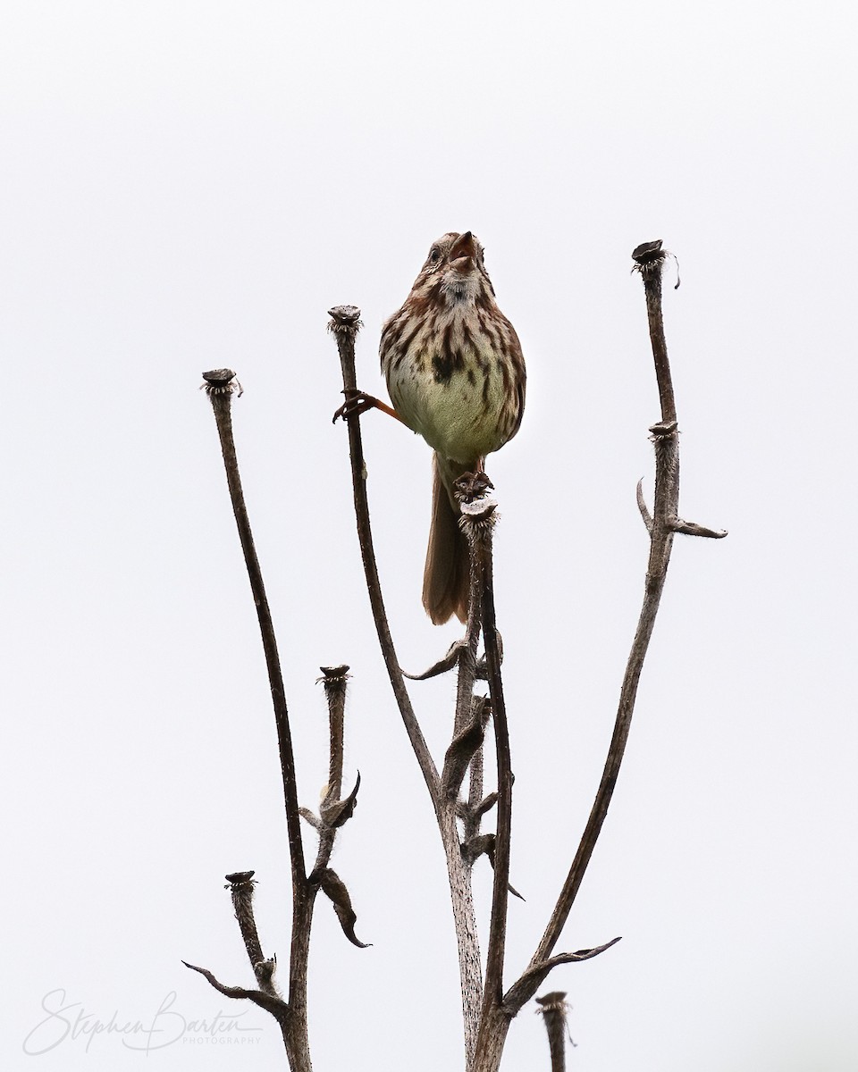 Song Sparrow - ML618397620