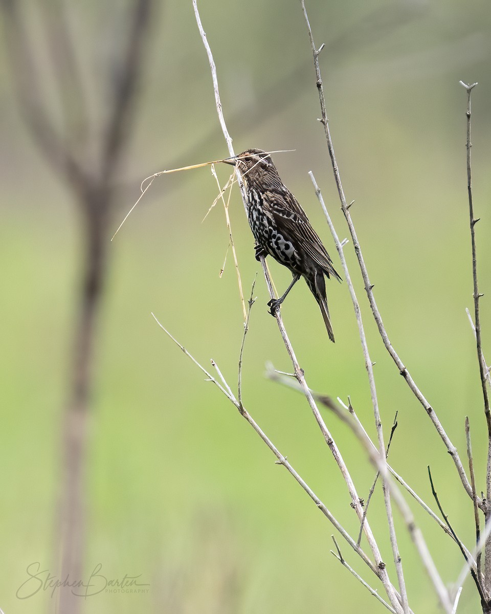 Red-winged Blackbird - Stephen Barten