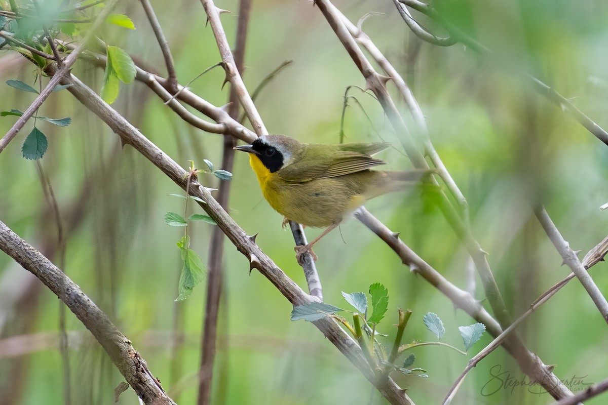 Common Yellowthroat - ML618397649