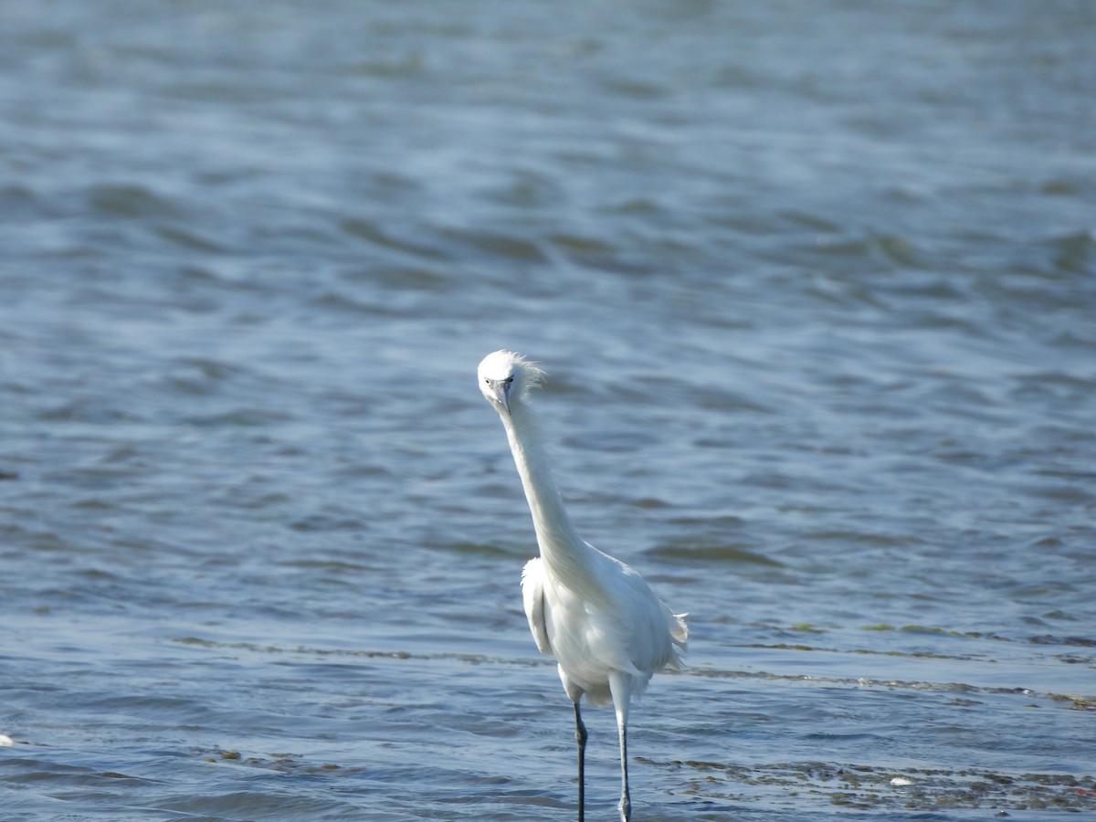 Reddish Egret - ML618397679