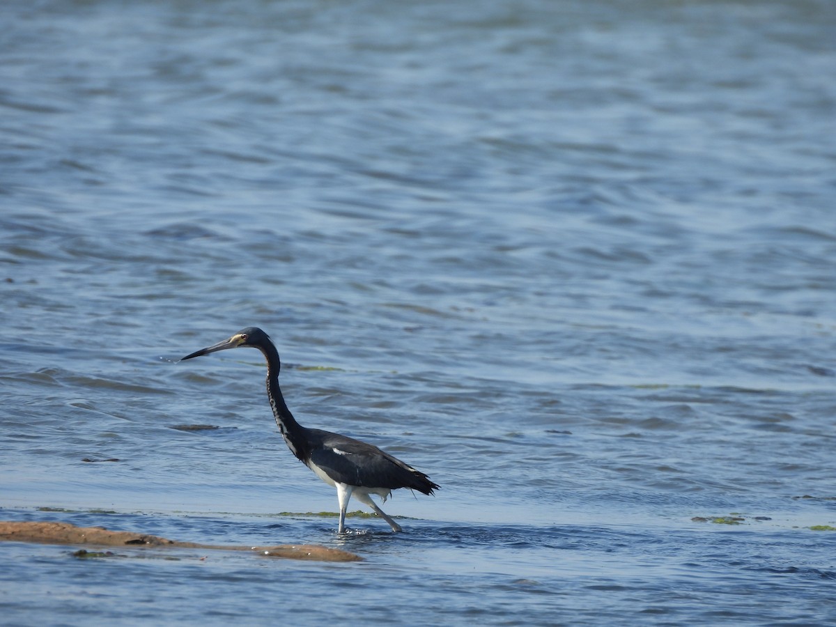 Tricolored Heron - ML618397685