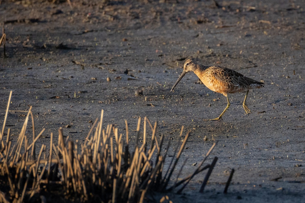 Long-billed Dowitcher - ML618397686