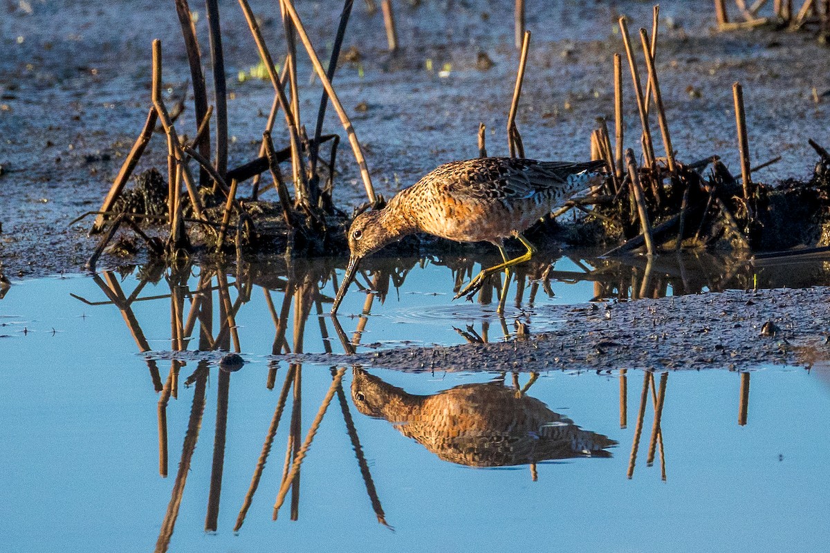 Long-billed Dowitcher - ML618397687