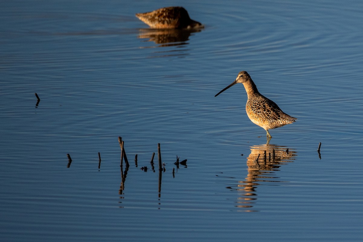 Long-billed Dowitcher - ML618397688