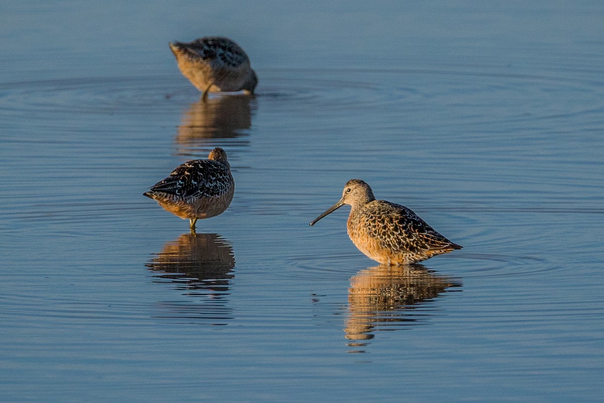 Long-billed Dowitcher - ML618397689