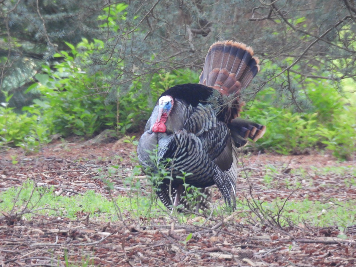 Wild Turkey - ML618397715