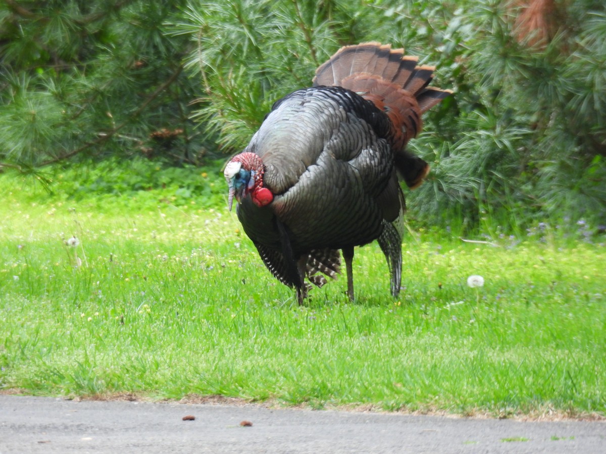 Wild Turkey - ML618397717