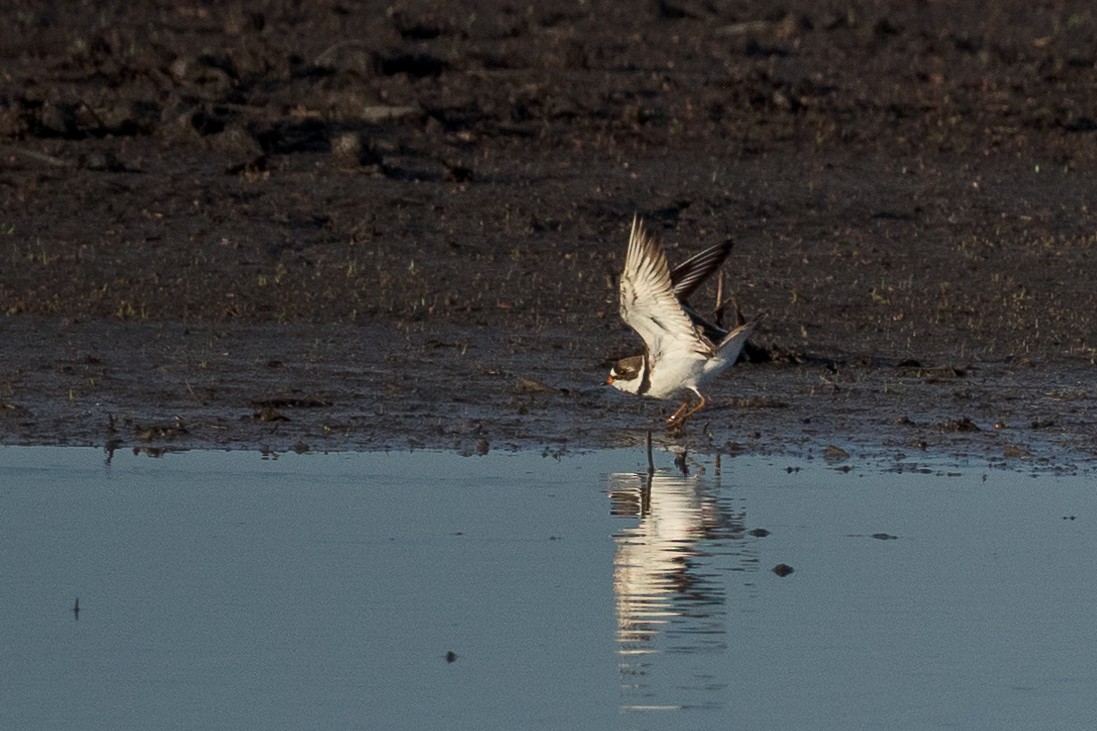 Semipalmated Plover - Rita Flohr