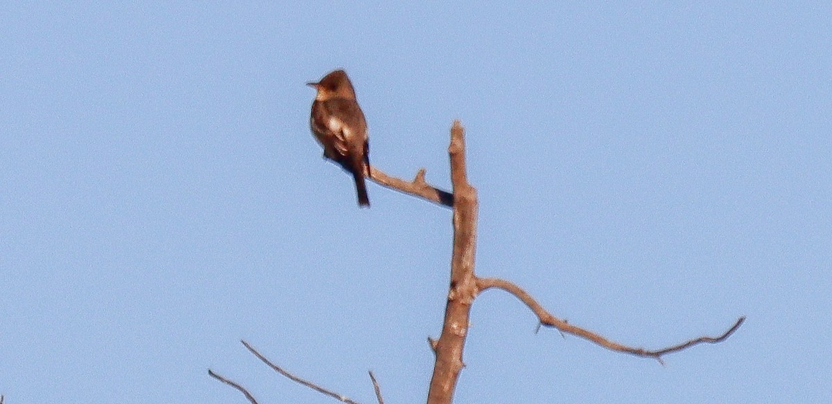 Olive-sided Flycatcher - robert bowker