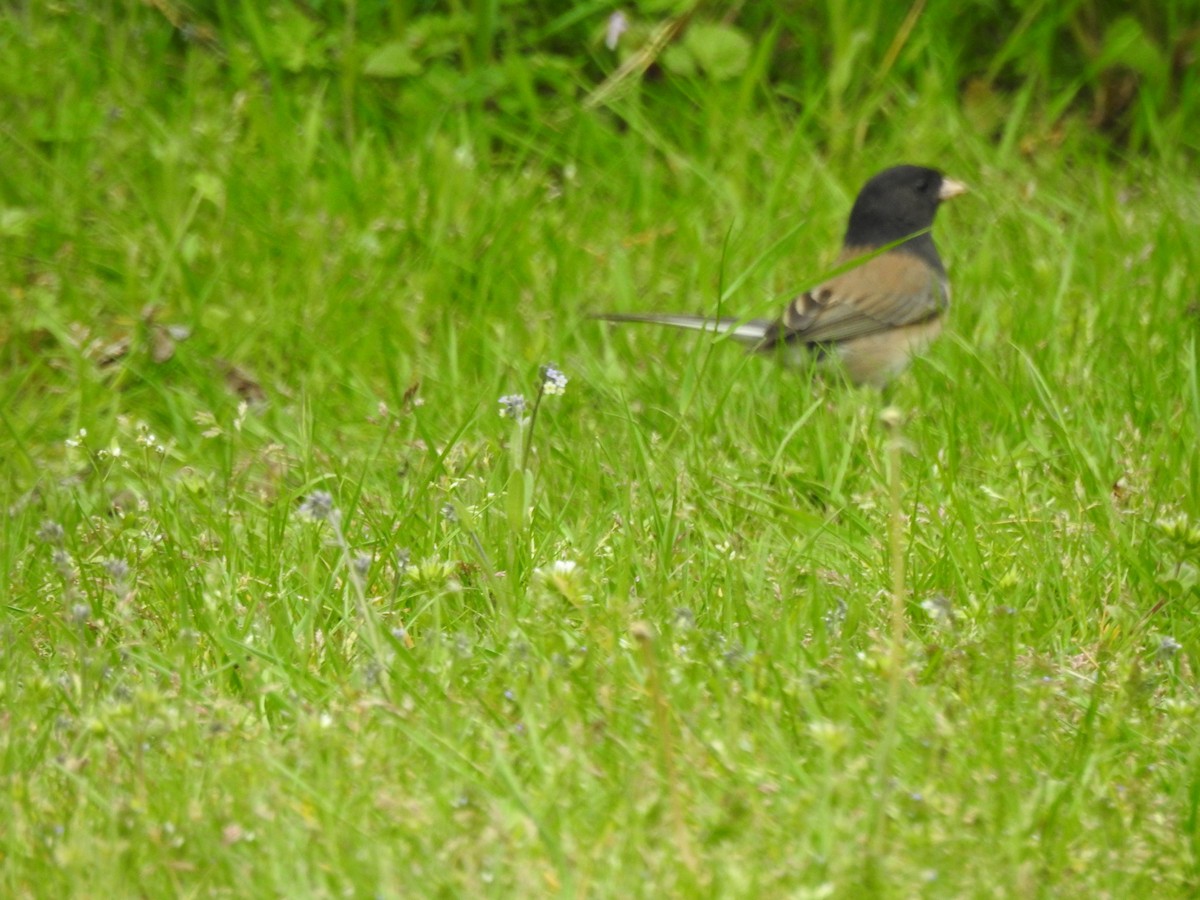 Dark-eyed Junco - Anonymous