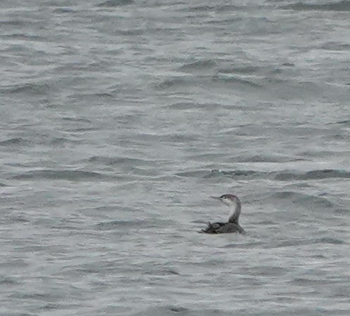 Red-throated Loon - ML618397744