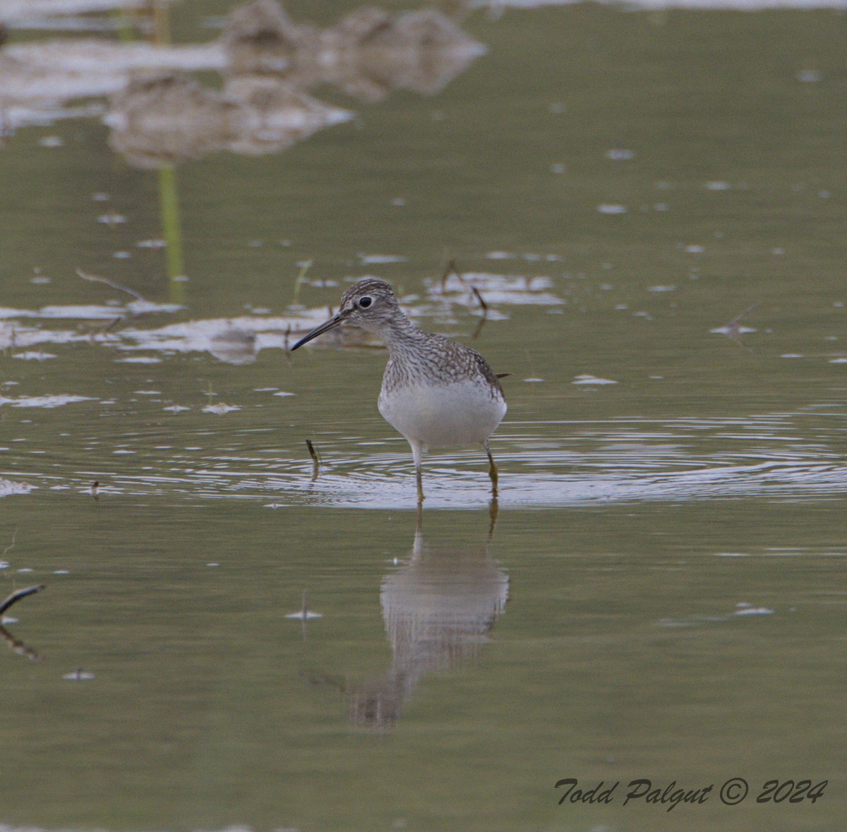 Solitary Sandpiper - ML618397755