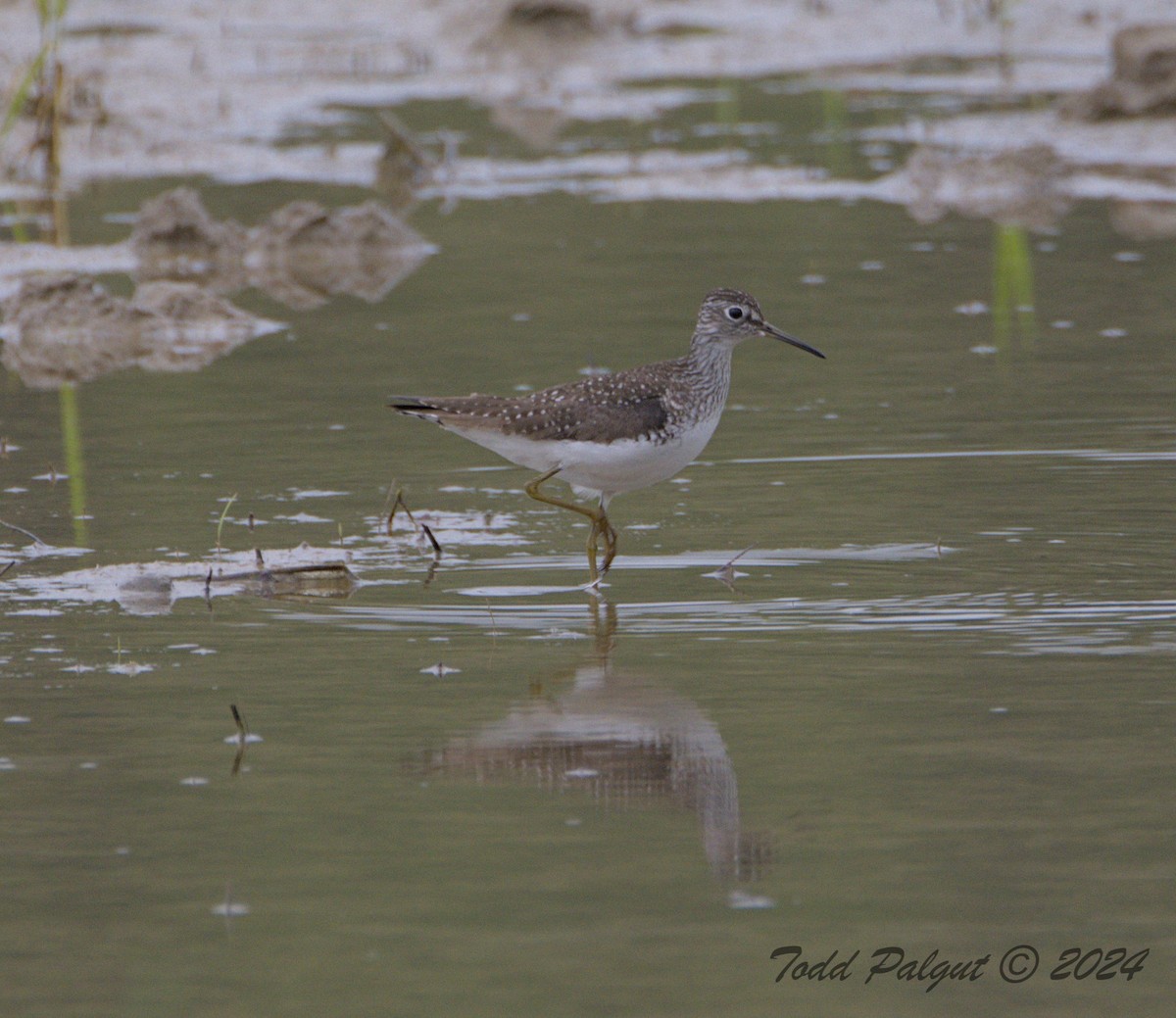 Solitary Sandpiper - t palgut