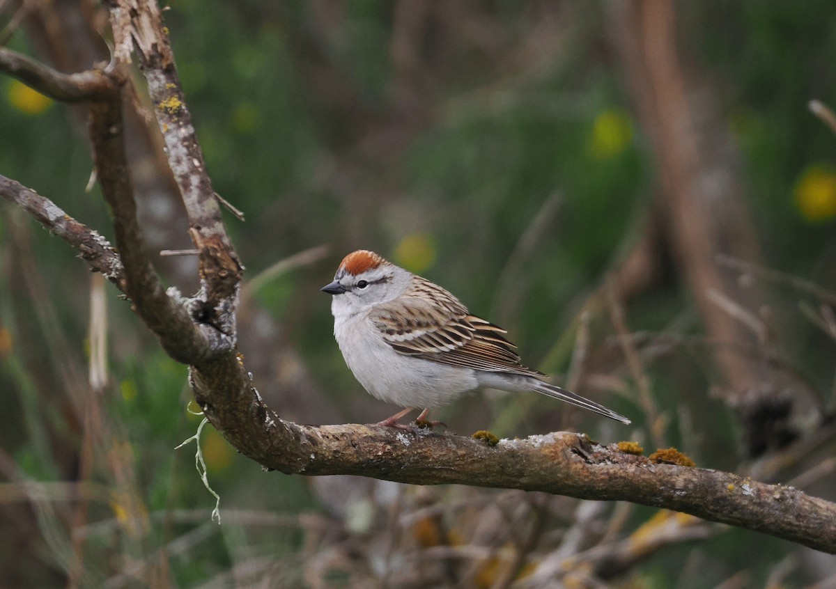Chipping Sparrow - Roger Hoffman