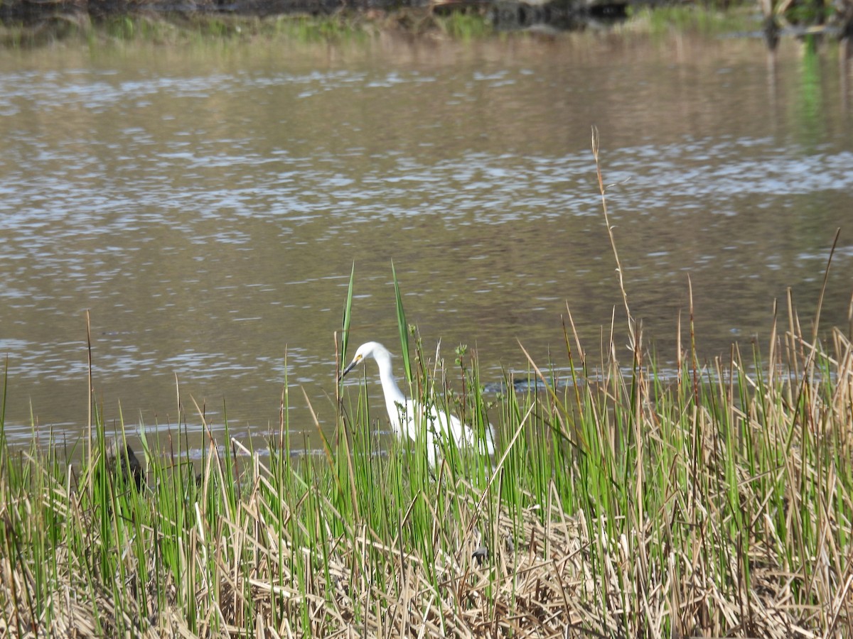 Snowy Egret - ML618397770