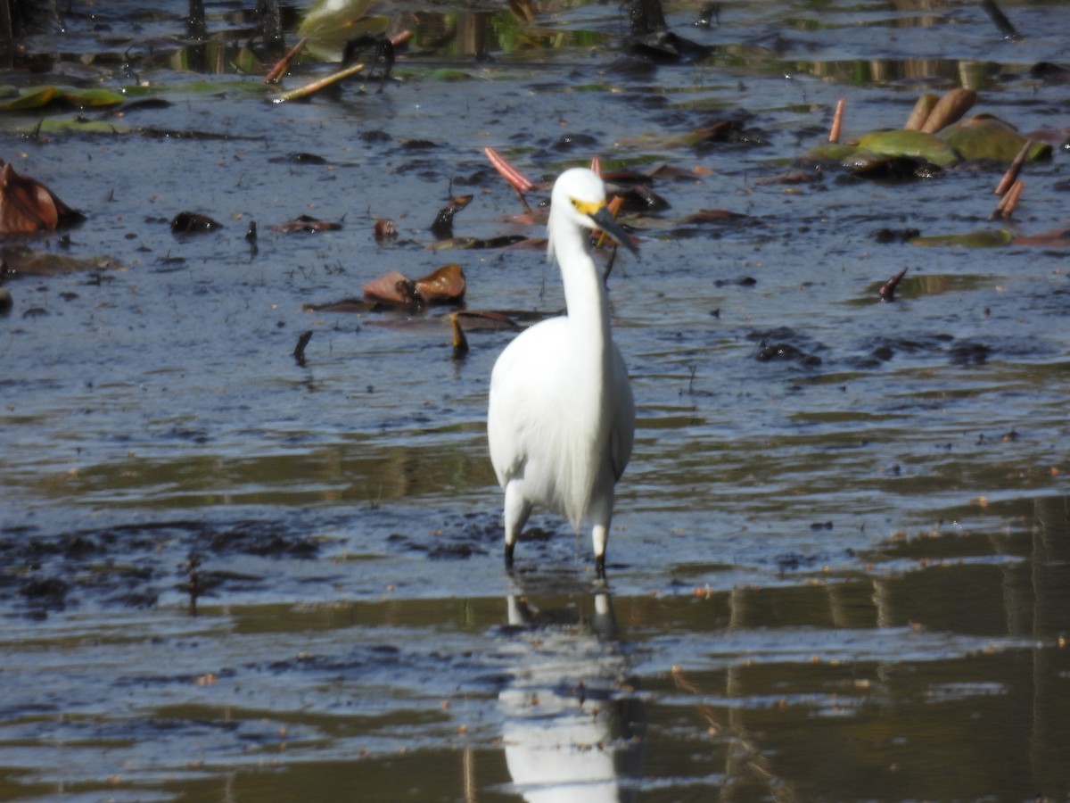 Snowy Egret - ML618397771