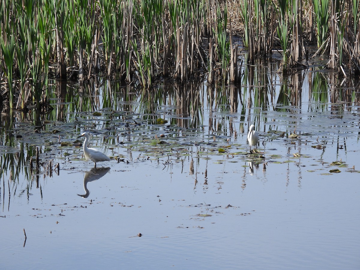 Snowy Egret - ML618397772