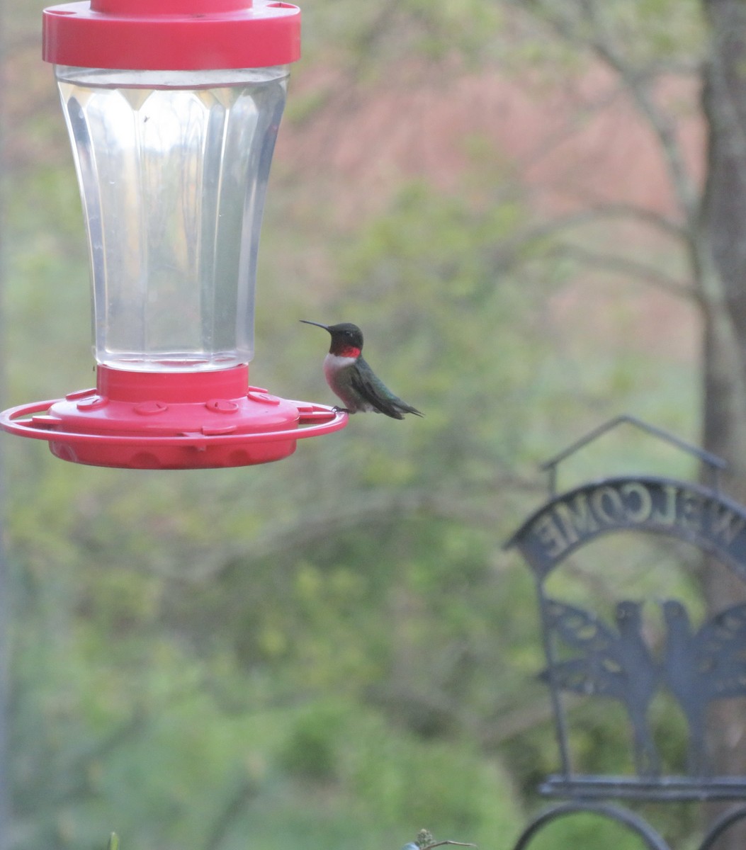 Ruby-throated Hummingbird - scott baldinger