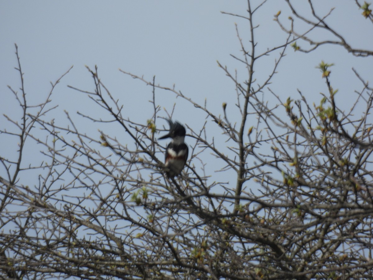 Belted Kingfisher - ML618397804