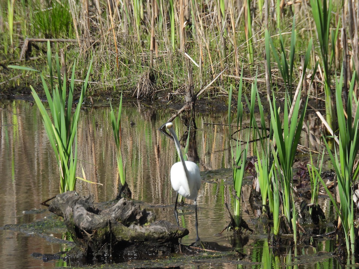 Great Egret - ML618397819