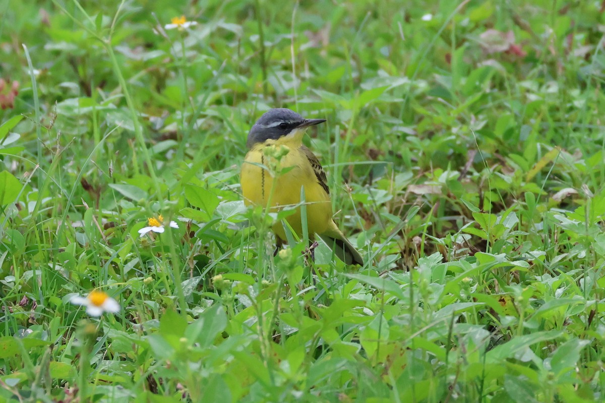 Eastern Yellow Wagtail (Eastern) - ML618397872